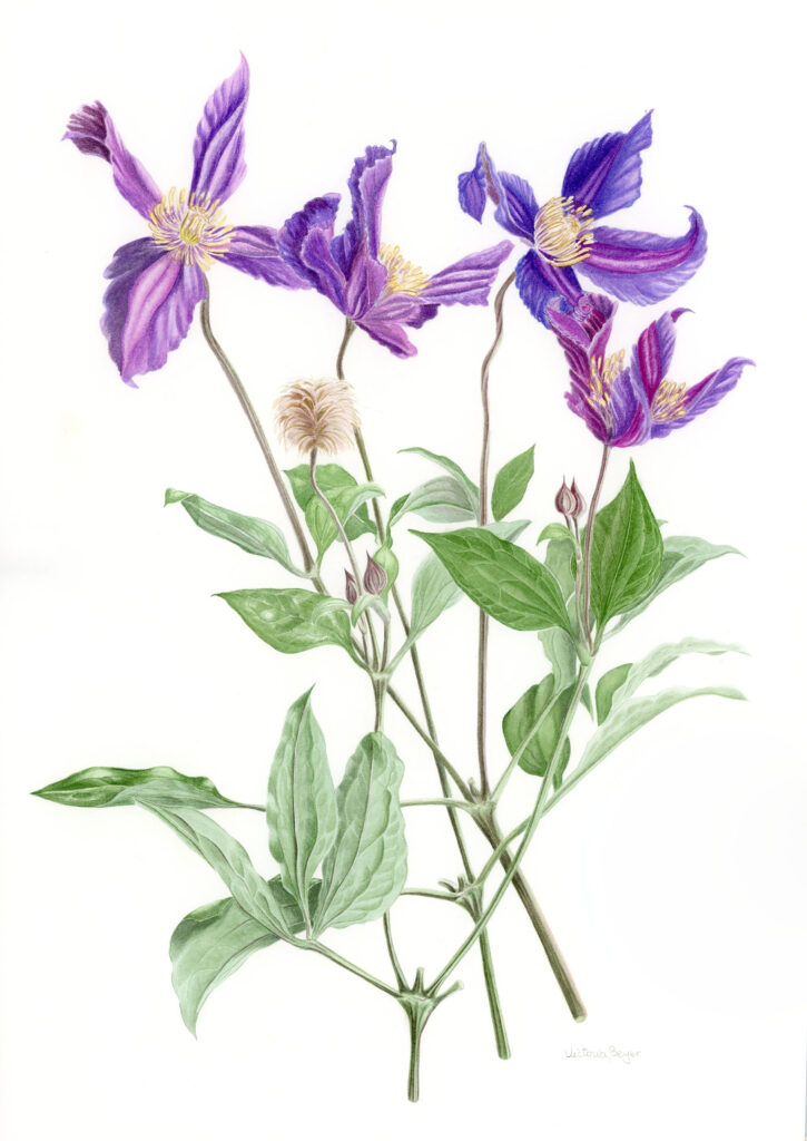 botanische Kunst